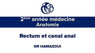 2ème année médecine, Anatomie, Rectum et canal anal