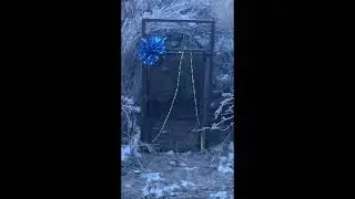 Caging Cats  Bobcat #3