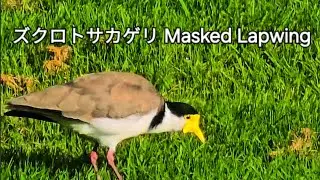 ズクロトサカゲリ！胸に鉤爪がある鳥 Masked Lapwing Western Spring Park Auckland