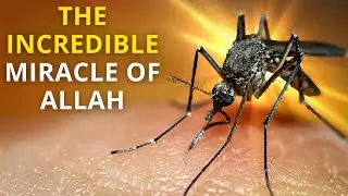 WHY DID ALLAH CREATED MOSQUITO AND WHY DOES HE GAVE IT AS AN EXAMPLE IN THE QURAN?- we were shocked!
