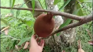 Tuor pela a meu quintal 