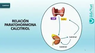 Relación paratohormona calcitriol