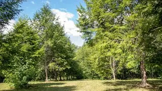 UT-TIP surveys Eastern hemlock seed orchard with drone