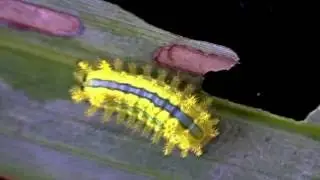 Blue-striped Nettle Grub and its nasty sting
