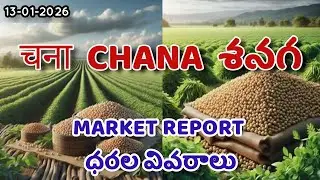 चना  CHANA  శనగ Market Report 13-01-2026