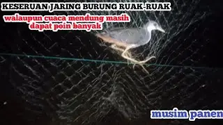 WOW||begini jadinya kalo musim hujan jaring burung ruak-ruak/truwok||bird trap