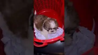 Shitzhu puppy safely received