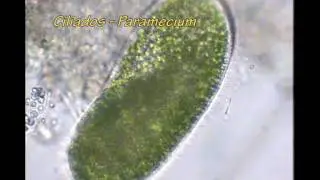 [biologia] Protistas
