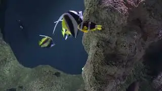 SEA MUSEUM FISHES AT KLAIPEDA 2022 (4K)