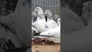 Golden Pigeon