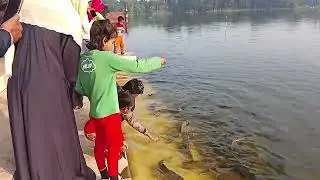 Millions Gather to See Giant Rohu Fish in a Village Pond, Bangladesh
