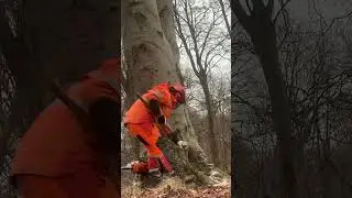 Felling a really large beech tree