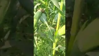 Corn farming 🌽#corn #sweetcorn #village #farming