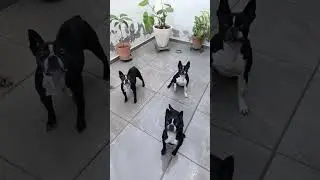 It's the best part of the day...PLAY time!!! 🐶 ⚽ #dog #pets