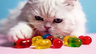 Persian cat plays with glass jellybeans ASMR