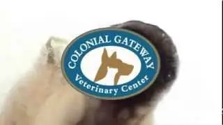 Best Vet South Florida