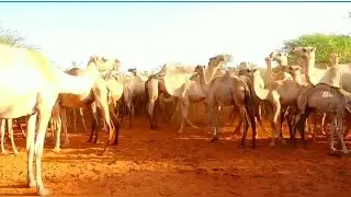 Qeyb Kale iyo Dhaqashada Geela Hab casriya iyo Aqabadaha uukala kulmay Kulkiilaha Geela