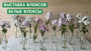 Выставка флоксов. Белые флоксы