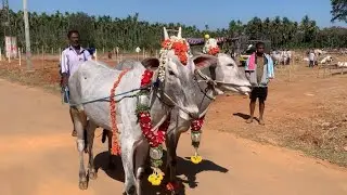 ಸಿದ್ದಗಂಗಾ ಜಾತ್ರೆಗೆ ಆಗಮಿಸಿದ ಹಳ್ಳಿಕಾರ್ ಯುವರಾಜರು 