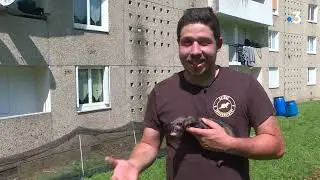 Des furets dératisent à Limoges