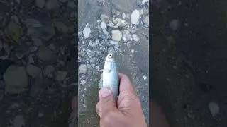 Tiny yellow eyed mullet, swam away fast