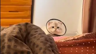 Weekly Cats Compilation Part - 1 🐱🐱