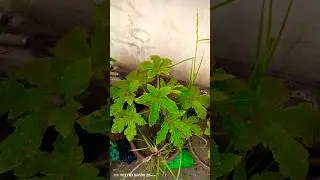 Our fresh Okra vegetables #fresh #okra #vegetables #subscribe #garden #nature #trending #shorts #yt