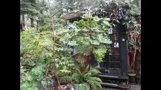 Fatsia trees add Tropical look to Northern Gardens