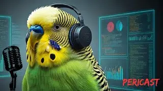 Parakeets and social interaction: Parakeets need company and daily interactions!