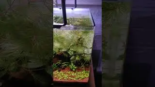 Аквариум Dennerle nanocube 30 #aquascape #planetaquarium #aquarium