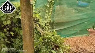 Leaning Danger: Power Pole Threat in Tabrawado, Saligao