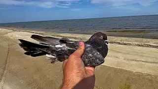 Завез чужачку в Море на Остров! Прилетит ли? Смотрите в Видео