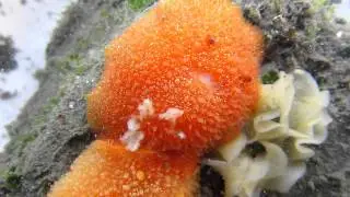 Sea Lemon Nudibranch - Peltodoris nobilis