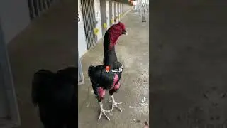 | Baingum aseel | Ayam simani | Hera aseel | shamo aseel | Aseel breeder| Aseel genetics best poetry