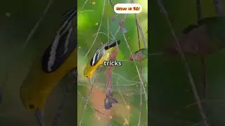 Spiders That Build Fake Spiders in Their Webs! #facts #animals #nature #didyouknow #shorts #fun #yt