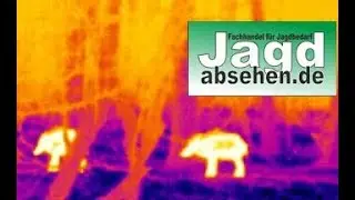 Schwarzwildjagd nachts mit W&auml;rmebildkamera FLIR Breach PTQ136 von Jagdabsehen