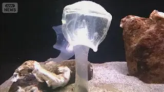 世界でここだけ　繁殖に20年…ただの水族館じゃない　すごい技術【グッド！いちおし】【グッド！モーニング】(2026年1月28日)