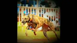 greyhound maharashtra/🤘💥/dogs race resal/kholapur racing club/rajmudra racing club💥🤘