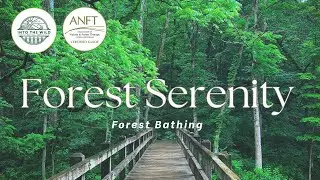 🌿 Into the Wild: Forest Calm   #ForestBathing #ForestTherapy #ShinrinYoku #NatureMeditation