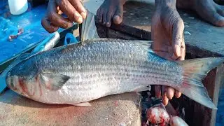 Fish Cutting Live | Street Market Fresh Big Fish Cleaning Cutting Preparation Bangla Daily Live