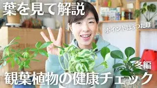 【これであなたの植物は健康です👍】３つのポイントで判断する冬の観葉植物健康診断