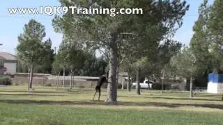 IQ K9 TRAINING | Dog Trick Advanced Training 