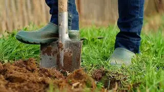 Надо ли перекапывать почву под КУСТАМИ И ДЕРЕВЬЯМИ