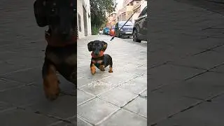2 meses y medio #cachorro #dog #perros #dachshund #perroshermosos #viralvideo