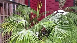 Tasmanian Tree Fern Winter Protection