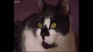 Kleptomaniac Cat (featuring Sir Terry Wogan)