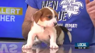 Pet adoption event happening Saturday at Rescue, Rehome, Repeat