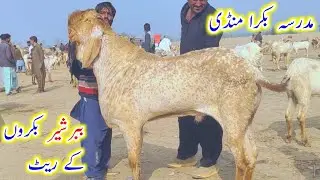 Madrasa bakra mandi/Tope class quality k breeder bakro k fresh rate