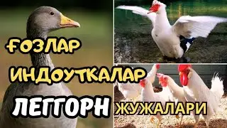 ИНДОУТКА, ҒОЗ ва ЛЕГГОРН жужаларига буюртмалар олиш бошланди 