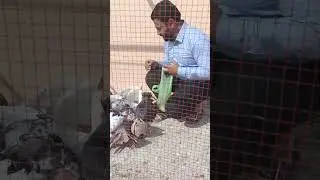 Kbooter#pigeons#pigeons love#birdspecies#live kbooter video